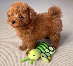 🐩✨ Adorable Poodle Puppies Looking for Their Forever Home! ✨🐩