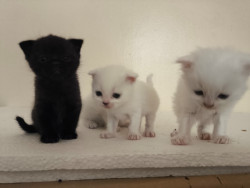 Adorable Pets for Sale & Adoption | Find Your Perfect Pet
