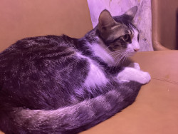Oreo the cat