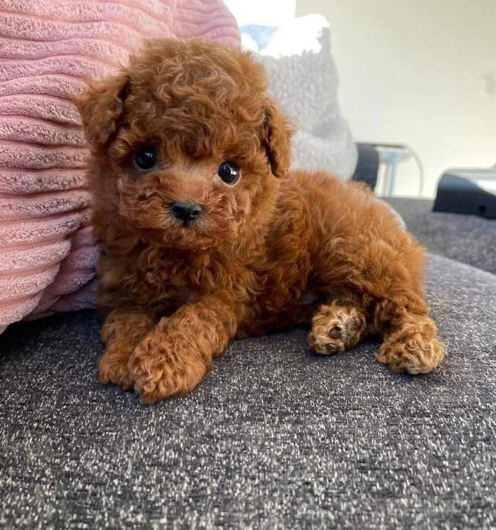 🐩✨ Adorable Poodle Puppies Looking for Their Forever Home! ✨🐩-pic_1