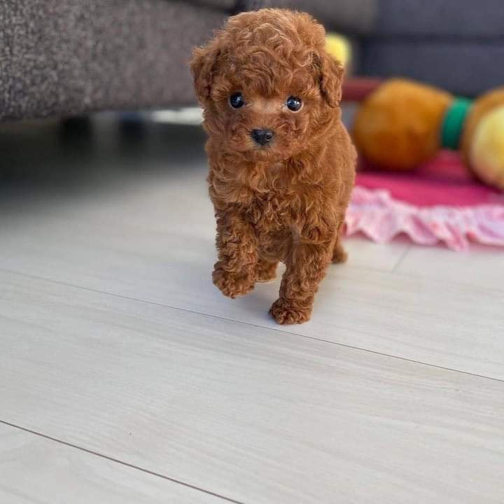 🐩✨ Adorable Poodle Puppies Looking for Their Forever Home! ✨🐩-pic_2
