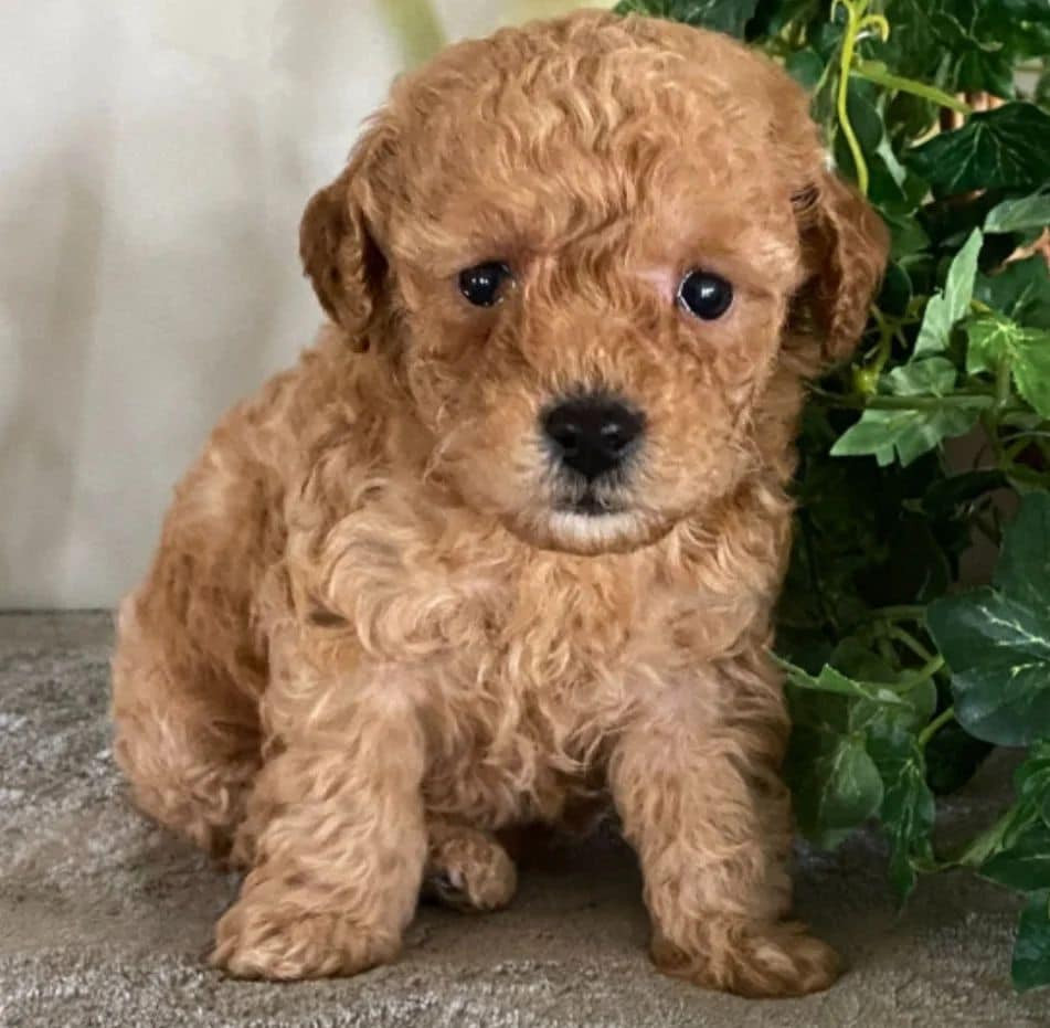 🐩✨ Adorable Poodle Puppies Looking for Their Forever Home! ✨🐩-pic_3