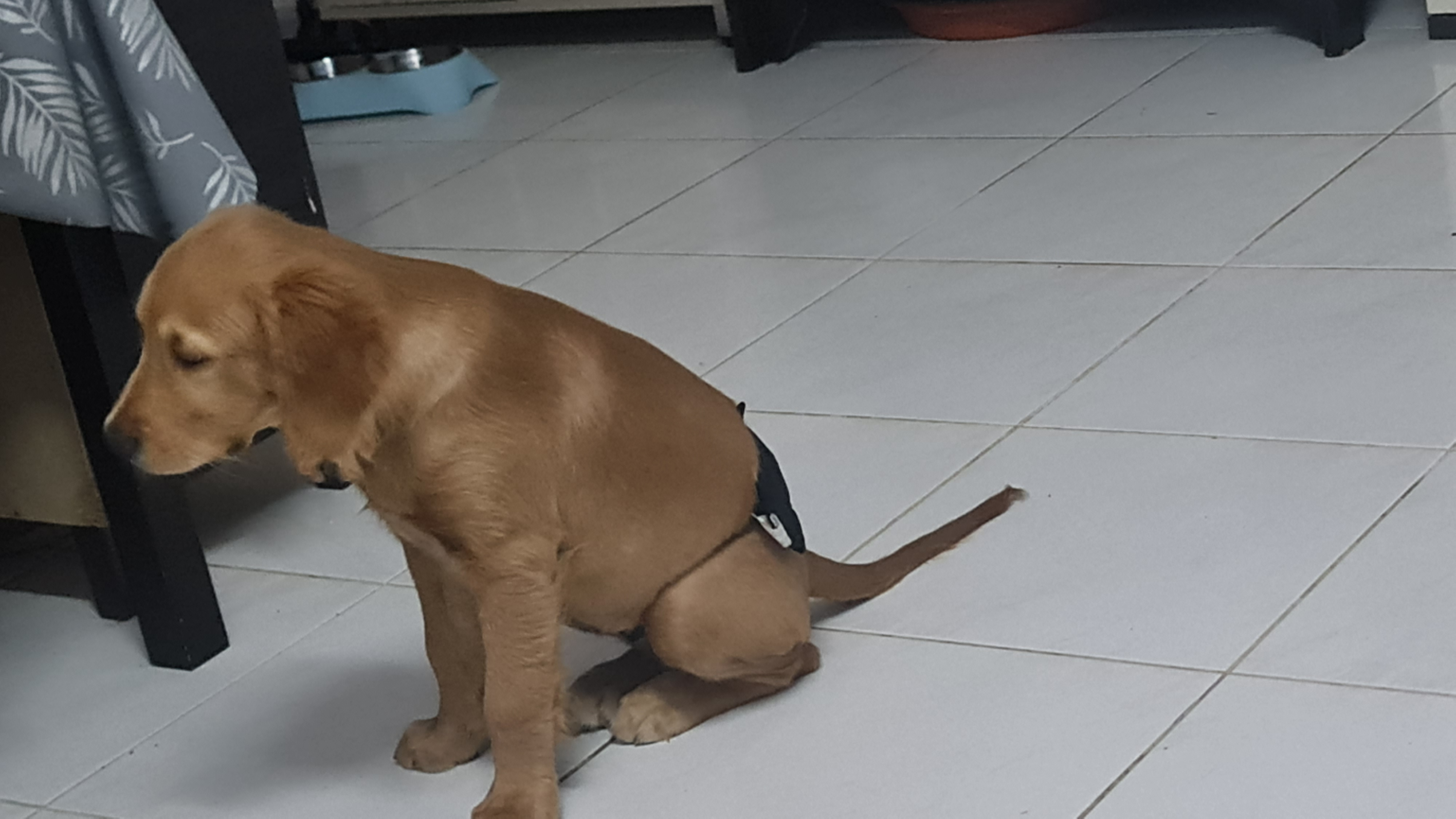 Male Golden retriever 4 months